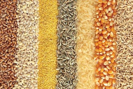 Assorted food grains — wheat, barley, millet, rice, maize and oats